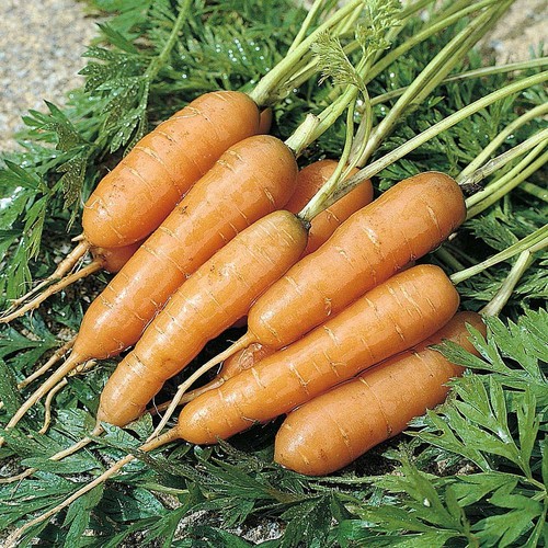 Thompson morgan carrot - &,