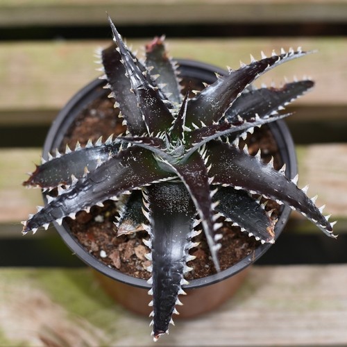 Dyckia white fang - fang', succulent