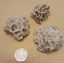 Vintage Sea Coral Dried Genuine Job Lot. 