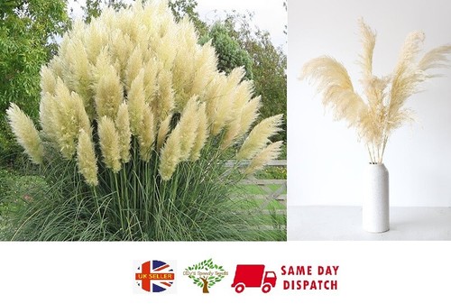 White pampas grass cortadiera - pampas, (cortadiera