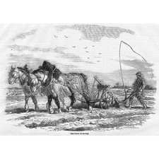 Horses Ploughing in France