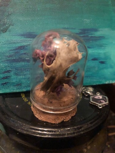 Mini animal skull little - in,