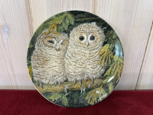 Wedgewood the baby owls - owls, tawny
