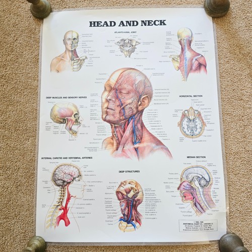 Vintage anatomical chart - vintage,