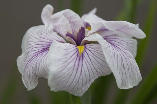 Iris ensata greywoods - ensata, 'greywoods