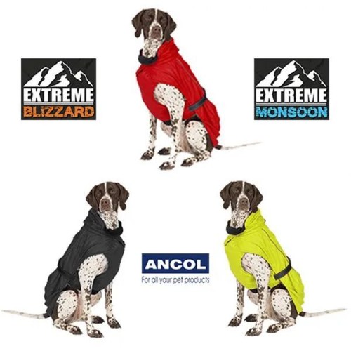 Extreme weather dog - weather,