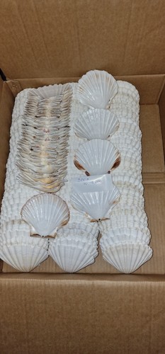 200x scallop shells - scallop,