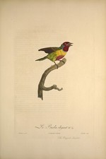 Elegant Barbet VINTAGE exotic