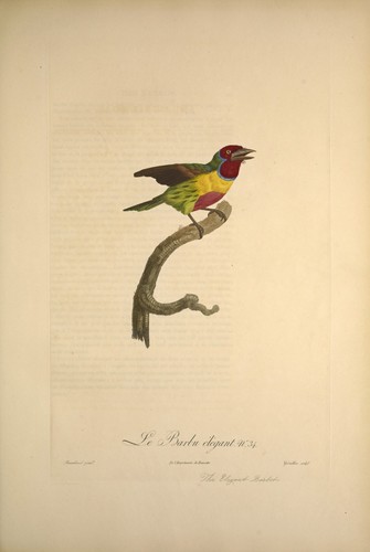 Elegant barbet vintage exotic - elegant,