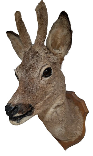 Vintage roe deer - deer, taxidermy