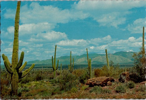Vintage postcard giant - postcard,