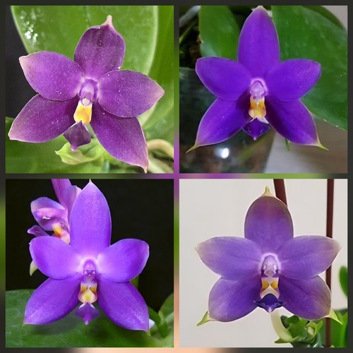 Phalaenopsis violacea indigo - phalaenopsis,