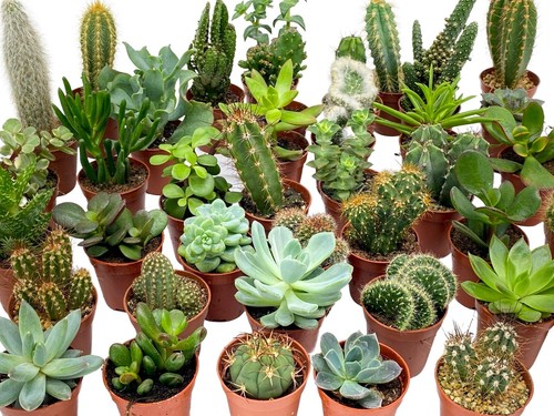 Mini cactus succulent mix - mini,