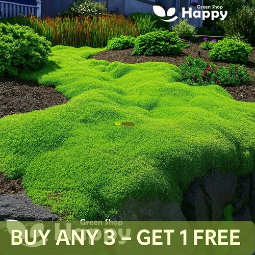 Irish moss seeds - irish,