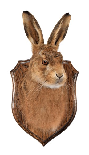 Taxidermy adult hare head - hare,