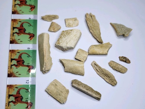 Unidentified fossil collection - unidentified,