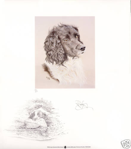 English springer spaniel ess - english,