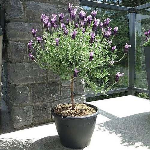 Beautiful french lavender tree - lavender,