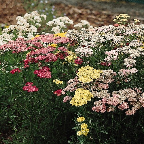 Achillea millefolium summer - achillea, 'summer
