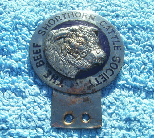 Vintage 1950s beef shorthorn - vintage,