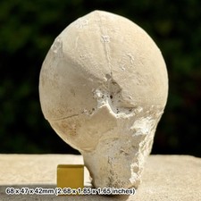 Echinocorys scutata fossil - echinocorys,