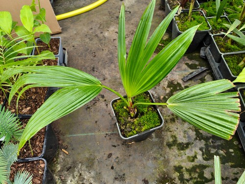 Livistona chinensis 14 cm - -,