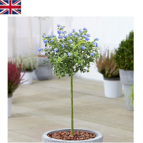 Potted ceanothus repens tree - tree,