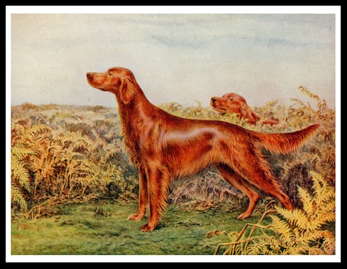Irish setter dogs lovely dog - setter,