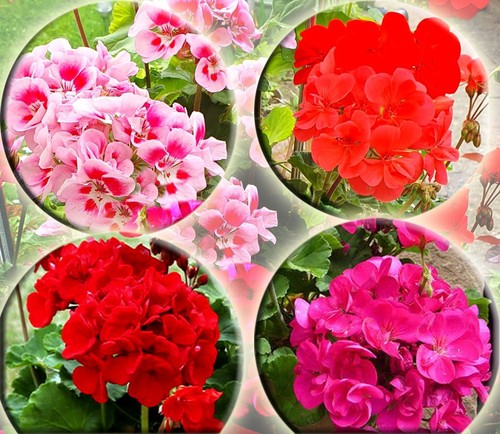 Geranium pelargonium - 4x,