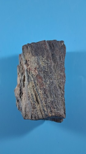 Fossiled wood tunisia north - wood,