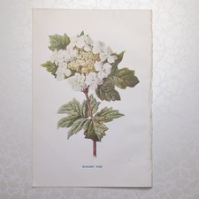 Original 1902 botanical print - 1902,