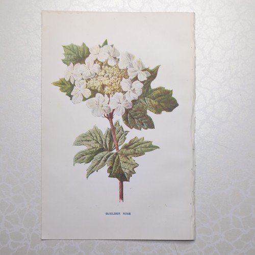 Original 1902 botanical - original,