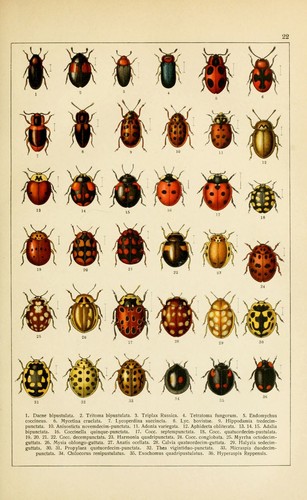 Ladybirds 1916 print - print, vintage