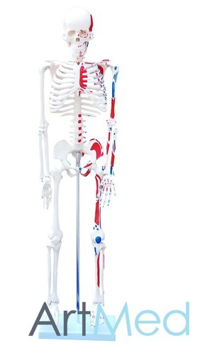 85cm skeleton with - 85cm,