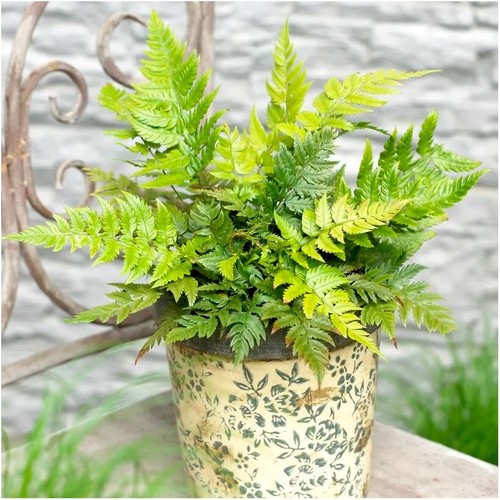 Litre rigid holly fern - 2, |