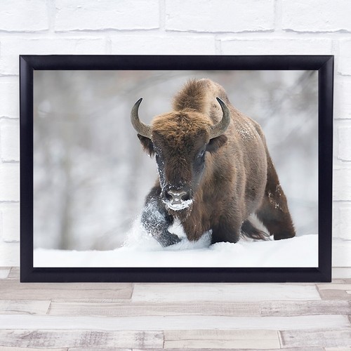 Rewilded bison winter wildlife - rewilded,
