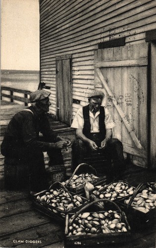 Seashells clam collectors - seashells,,
