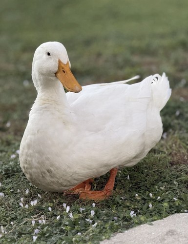 Pekin duck hatching eggs - pekin,