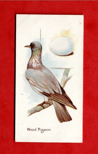 Birds churchman eggs - birds, &