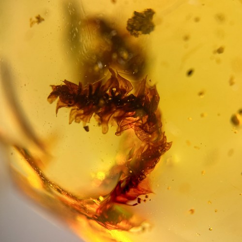 Burmese amber fossil 99 - burmese,