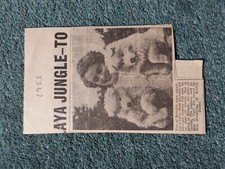 Sk42 Ephemera 1955 Picture Leicester Miss P Carr Samoyed Dogs