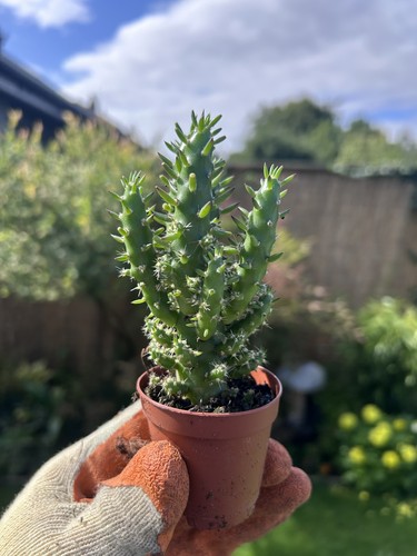 Austrocylindropuntia subulata