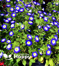 DWARF MORNING GLORY ROYAL ENSIGN - BLUE - 110 seeds - Convolvulus tricolor minor