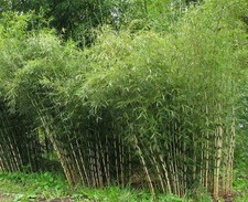 Fargesia yunnanensis - , (borinda)