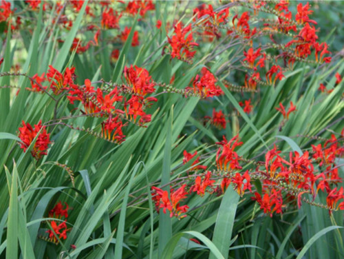Crocosmia plant red - crocosmia, king