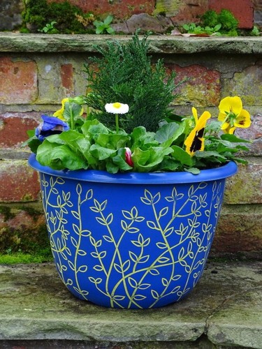 Large blue round - large, plant