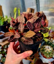 Euphorbia Francoisii var. Crassicaulis Rubrifolia succulent plant in pot.