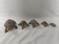 Wade Porcelain Tortoise