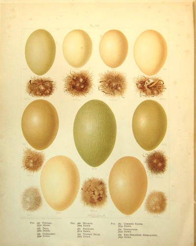 Antique print eggs pintail - antique,