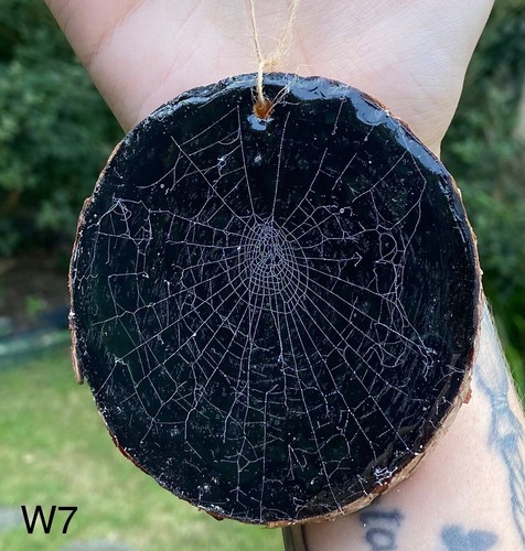 Real preserved disused spider - preserved,